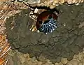 Completing nest