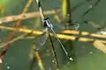 Male