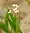 Arabidopsis lyrata, lyrate rockcress, Europe Bay woods