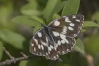 female form procida