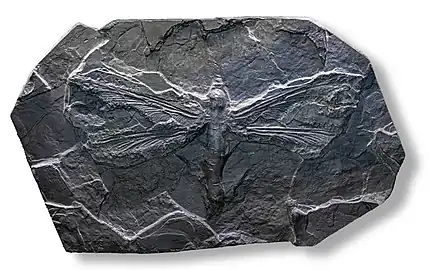 Meganeura monyi, a predatory Carboniferous insect related to dragonflies, could fly to escape terrestrial predators. Its large size, with a wingspan of 65&nbsp;cm (30&nbsp;in), may reflect the lack of vertebrate aerial predators at that time.