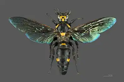 Megascolia procer, a giant solitary species from Java in the Scoliidae. This specimen's length is 77&nbsp;mm (3.0&nbsp;in) and its wingspan is 115&nbsp;mm (4.5&nbsp;in).