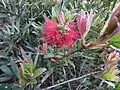 In the Australian Botanic Garden Mount Annan
