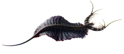 Mobulavermis (Kerygmachelidae)