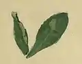 A discoloured leaf of Primula farinosa