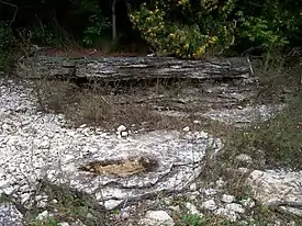 Outcroppings of exposed bedrock at Newport State Park approximately 10 feet (3.0&nbsp;m) from Lake Michigan