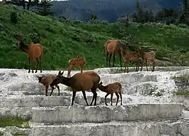 Photograph of elk crossing Opal Terrace