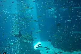Open Ocean