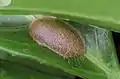 Cocoon