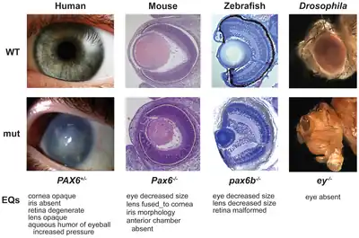 Image 3The pax-6 gene controls development of eyes of different types across the animal kingdom. (from Evolutionary developmental biology)