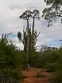 Pachypodium lamerei wild specimen of maximum height (approx 6 m (20 ft)) attained by species