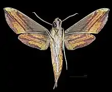 Male △ ventral