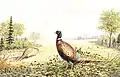 Pheasants at Victoria, B.C.