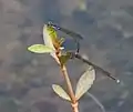 Mating pair