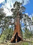 Resurrection Tree, June 2022