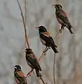 In Hyderabad, India
