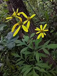 Variety laciniata, showing deeply divided leaves (Washington,&nbsp;D.C.)