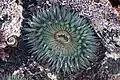 &nbsp;A sea anemone in the Pacific Ocean, Baja California, Mexico