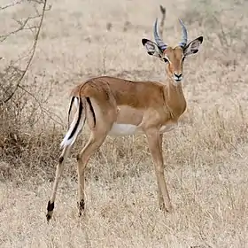 Image 7ImpalaPhoto: IkiwanerThe impala (Aepyceros melampus) is a medium-sized African antelope. The name comes from the Zulu language. They are normally reddish-brown, with lighter flanks, white underbellies, and a characteristic "M" marking on the rear. Males have lyre-shaped horns, which can reach up to 90&nbsp;cm (35&nbsp;in) in length. They are strong jumpers, able to reach distances more than 10&nbsp;m (33&nbsp;ft) in a single bound. They are also fast runners, capable of reaching speeds up to 90&nbsp;km/h (56&nbsp;mph).More selected pictures