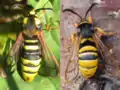 Sesia apiformis and S.bembeciformis side by side