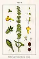 Sideritis montana&nbsp;[de]