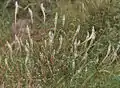 Around the fields in Hyderabad, India
