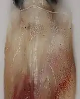 Dorsal mantle of Slosarczykovia circumantarctica (12.2&nbsp;cm ML)
