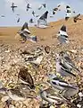 ID composite