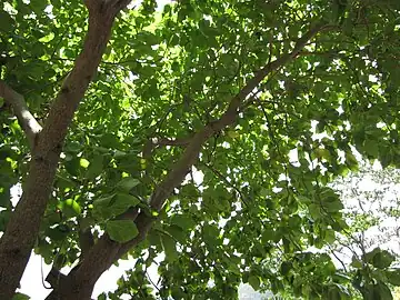 Kou tree in Maui, Hawaii