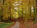 Autumn and leaf fall