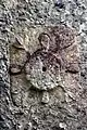 Tide dial of the Saxon Church in Corhampton, Hampshire, England (11th c.)