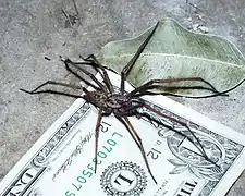 E. atrica can attain a leg span of up to 4 inches (100&nbsp;mm). This specimen is approximately 3 inches (76&nbsp;mm)