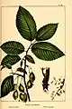 U. racemosa [:U. thomasii] diagnostic illustration (1865)