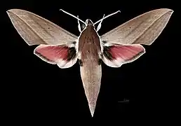 Male