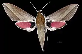 Female