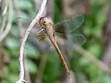 Young male viewed from under