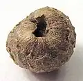 Seed - diameter is appr. 4&nbsp;mm.