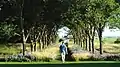 Tree lined path at the Coutts Centre