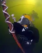 Rigging