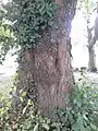 Bark