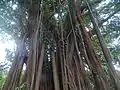 One of the largest trees in the city at the Bandeirante's House.