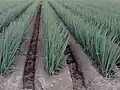 Hilling(Japanese Une 畝&nbsp;[ja])for scallions, ploughed by rotary tiller or hoe (2007)