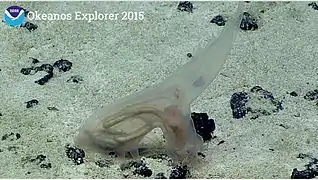 Probable Amperima sp. (2,000–3,000&nbsp;m (6,600–9,800&nbsp;ft) deep off Hawaii)