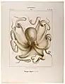 Common octopus (Octopus vulgaris, max. 1–2 m or 3.3–6.6 ft)