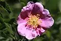 Lighter pink flower, at 7,000&nbsp;ft (2,100&nbsp;m) in the Eastern Sierra
