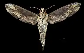 Female ventral