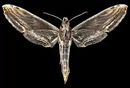 Female ventral