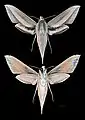 Xylophanes loelia