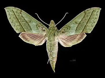 Female dorsal