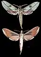 Xylophanes rothschildi